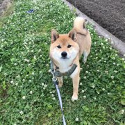くま画像