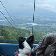 ピノ画像