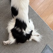 ピノ画像