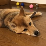 くま🐶画像