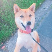 ひめちゃん画像
