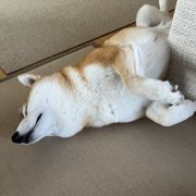 ふく画像