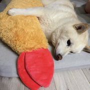 むさし画像