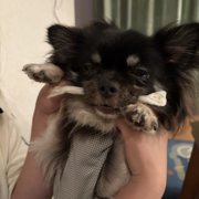 マヨ&ピノ画像