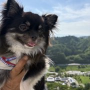 マヨ&ピノ画像