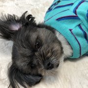 アリィー画像