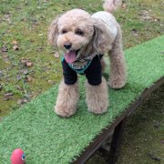 コロン🐕画像