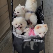 ねずこ、炭治郎、うた、びび画像