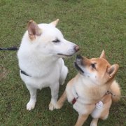 ふくすけと桜子画像