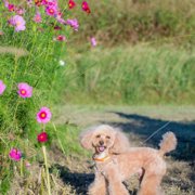 コロン🐕画像