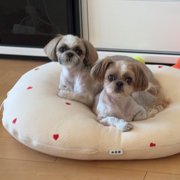 さら（6歳）ひな（12歳）画像
