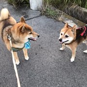 くま画像