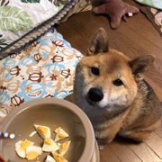 くま画像