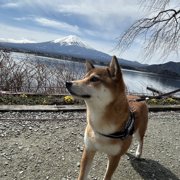 風〔ふう〕画像