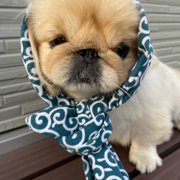 ネネ画像