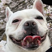 ひな画像