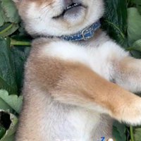 柴犬の赤ちゃん♡