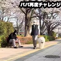 ガン無視するドレミちゃん