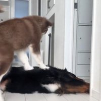 寝転がっている兄犬の体に、前足を乗せて乗っかる子犬