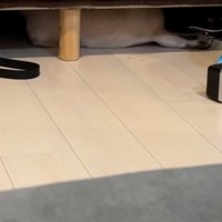 ベッドにもぐりこんだしーちゃん