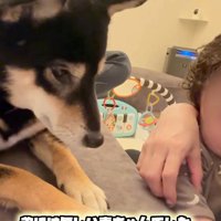 おもちゃを奪った麦ちゃん8