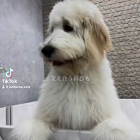 アグちゃんをお迎えするまで