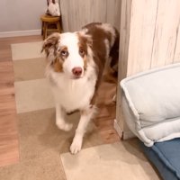 ワンコたちと子猫の再会2