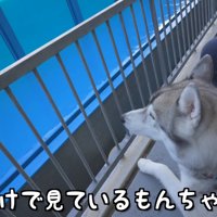 アシカに釘付けのもんちゃん