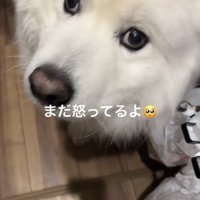 顔を見上げる犬
