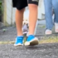 地面に落ちたハンカチを口に咥える犬