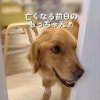扉から覗く犬