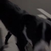 戻ってくる犬