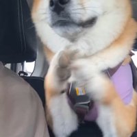 「楽しみだな～」とお手々をチョイチョイ♪