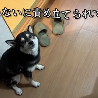 「私がかわいそう…」