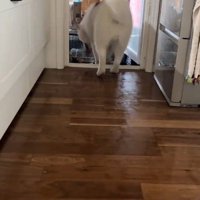 ハスキー3匹を呼んだ時の反応⑩
