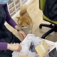 お茶目な一面も出してくよ！