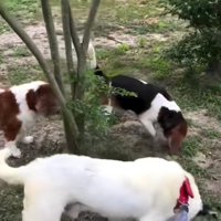 他のわんこも応援中