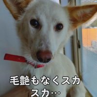 毛もスカスカ…毛もスカスカ…