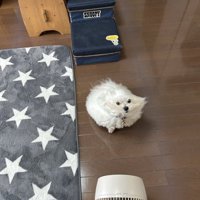 原型
