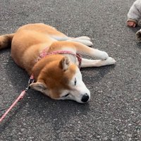 地面に横になる柴犬