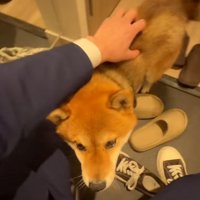 靴が脱げない飼い主さん