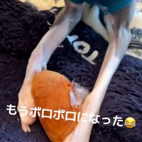 ボロボロになったおもちゃ