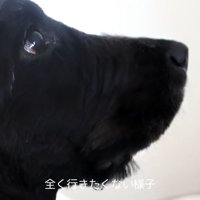 ルーク君をお散歩に誘った時の態度9