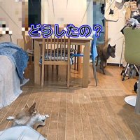 ハルヱちゃんが登場