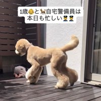 男の子のもとへ歩いていく犬