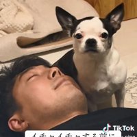 ママを見つめるピペちゃん