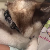 お姉ちゃんに甘えるウルくん3