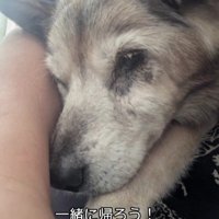 レスキューした日のたろうくん