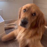 ハスキー犬に離れられて飼い主を見つめるゴールデンレトリバー