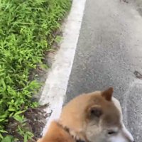 立ち止まり振り返る犬